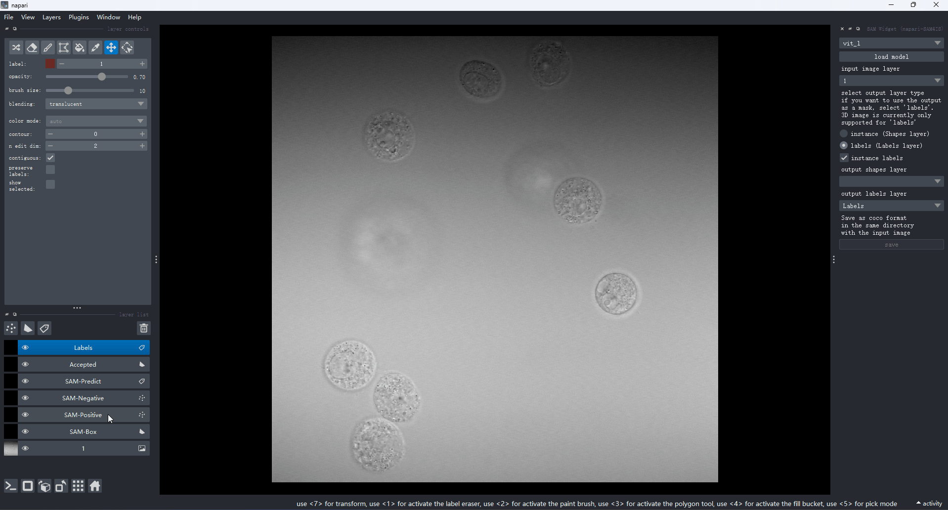 napari_sam4is.gif-e0db74bcb7.gif
